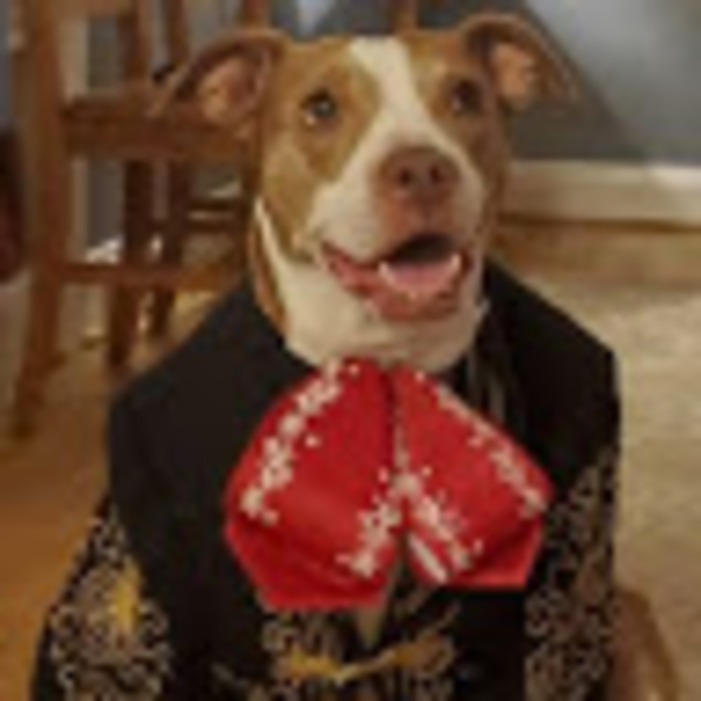 Meet your Posher, Holy